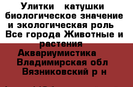 Улитки – катушки: биологическое значение и экологическая роль - Все города Животные и растения » Аквариумистика   . Владимирская обл.,Вязниковский р-н